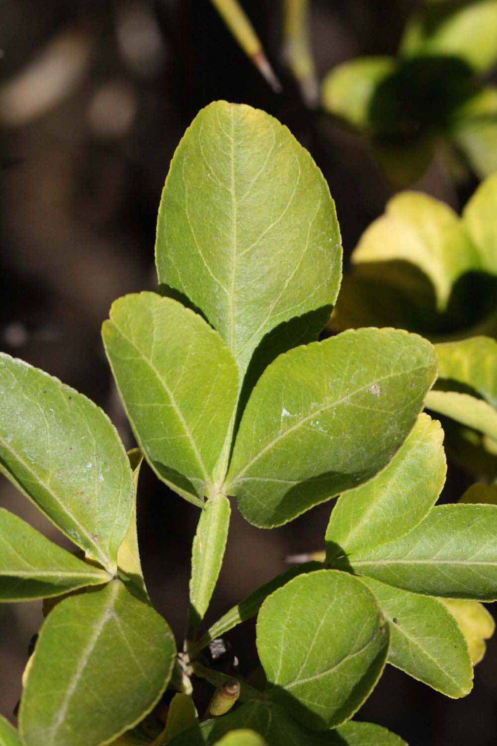              Trifoliolate leaf (Riverside, CA)       